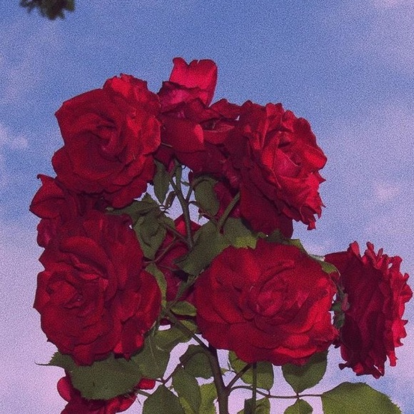 guccisace444